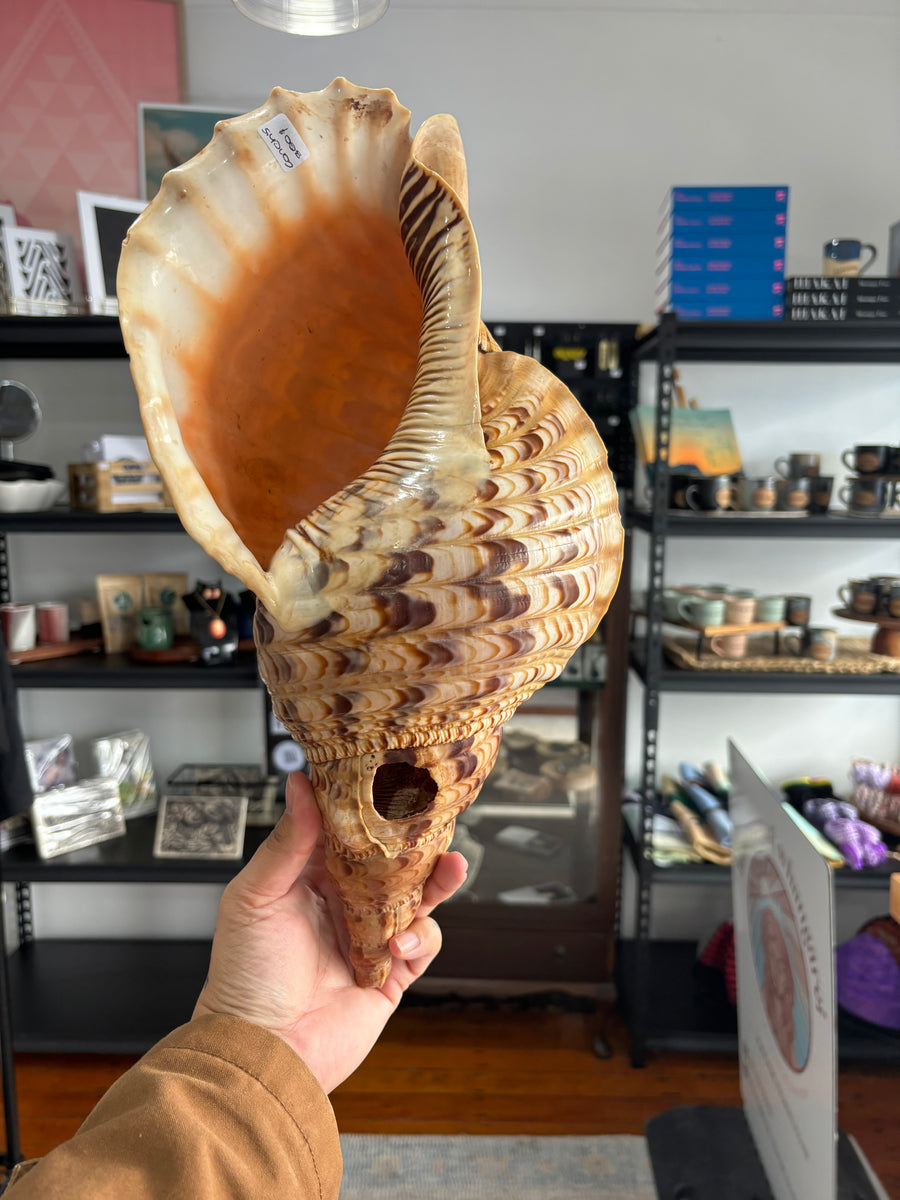 Conch 5 – Hine Raumati Whangārei