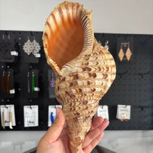 Load image into Gallery viewer, Pūtātara (Conch Shell #7)
