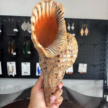 Load image into Gallery viewer, Pūtātara (Conch Shell #6)
