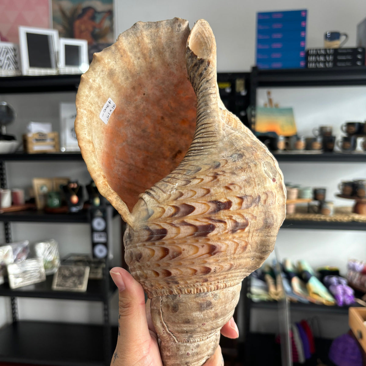 Pūtātara (Conch Shell #1) – Hine Raumati Whangārei