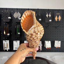 Load image into Gallery viewer, Pūtātara (Conch Shell #7)
