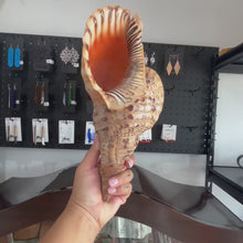 Load and play video in Gallery viewer, Pūtātara (Conch Shell #6)
